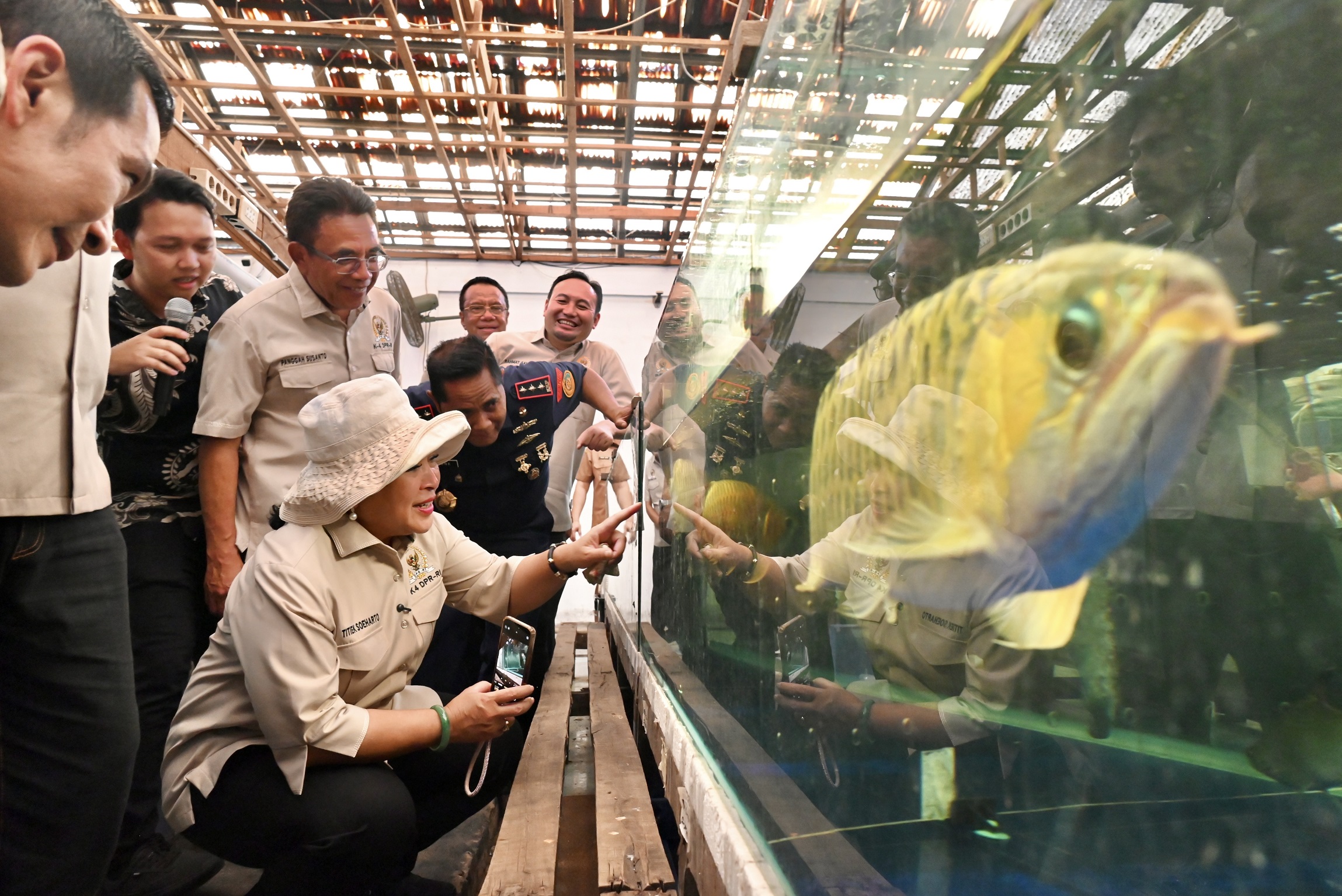 Arwana Super Red, Potensi Besar Ikan Hias di Kalbar